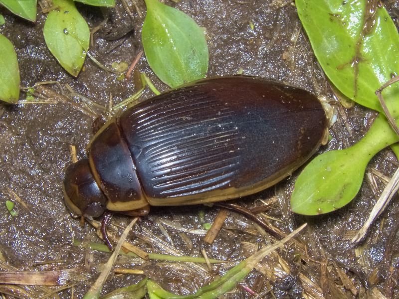 Dytiscus dimidiatus Bergsträsser, 1778